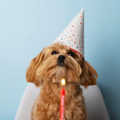 Pet Celebration